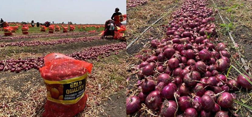 Onion harvesting in Africa for Dutch company Franzen Afrika