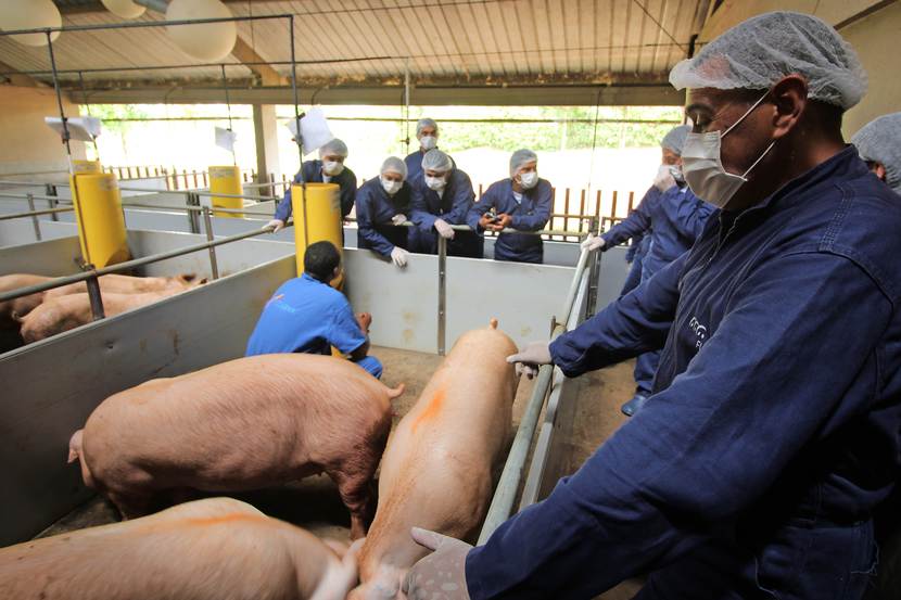 pig farming set up